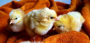 Three adorable baby chicks on a warm orange blanket, evoking a cozy and cute springtime vibe.