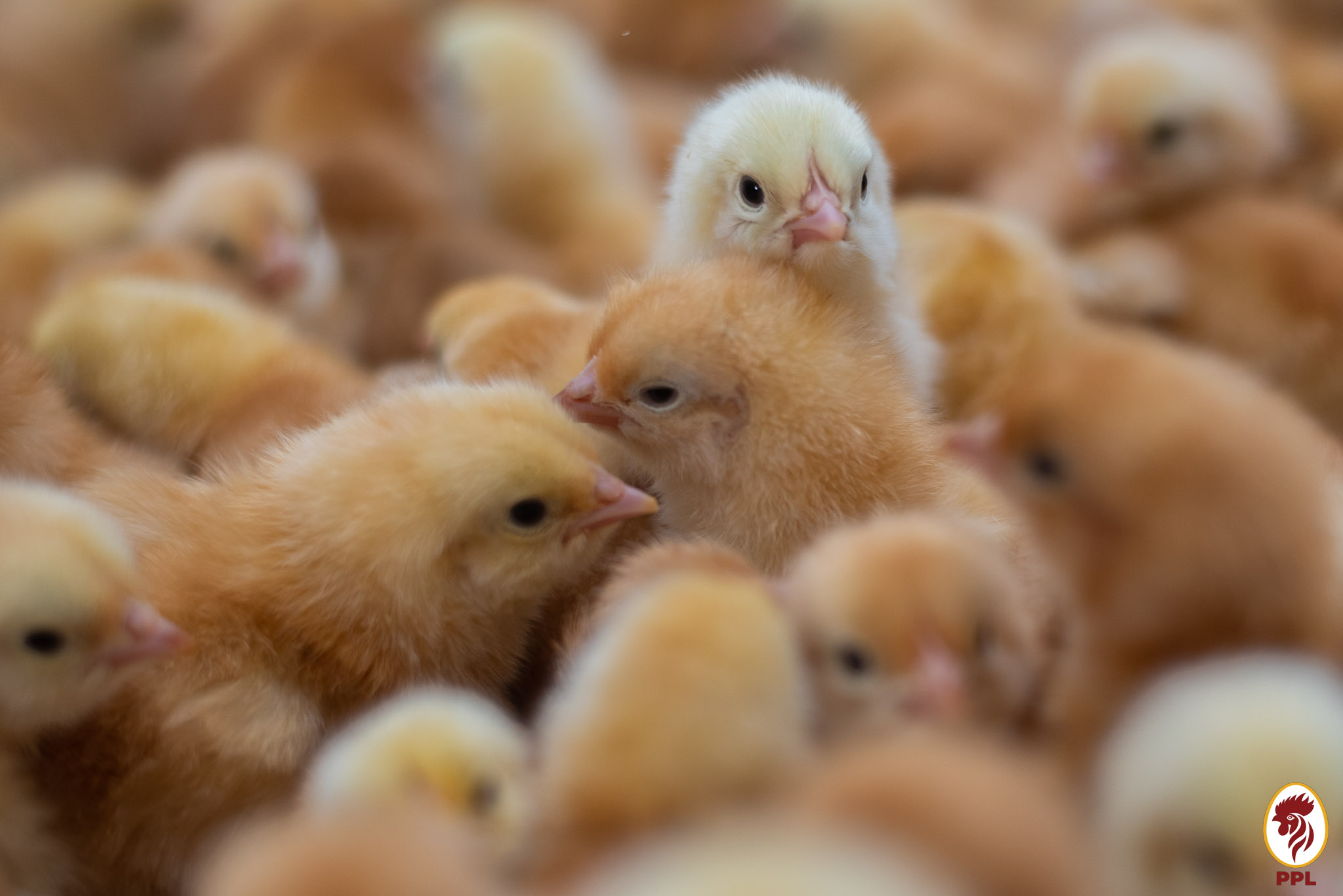 PREMIER AKOKOR DUAL PURPOSE CHICKEN